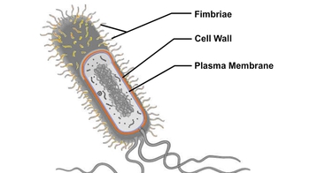 Animation: Prokaryotic Cell Structure and Function