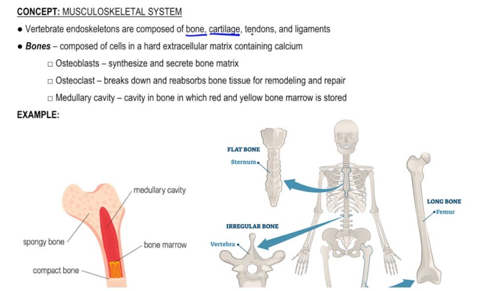 Endoskeleton Biology