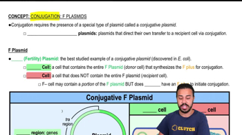 F Plasmids