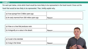 The Fossil Record Example 1