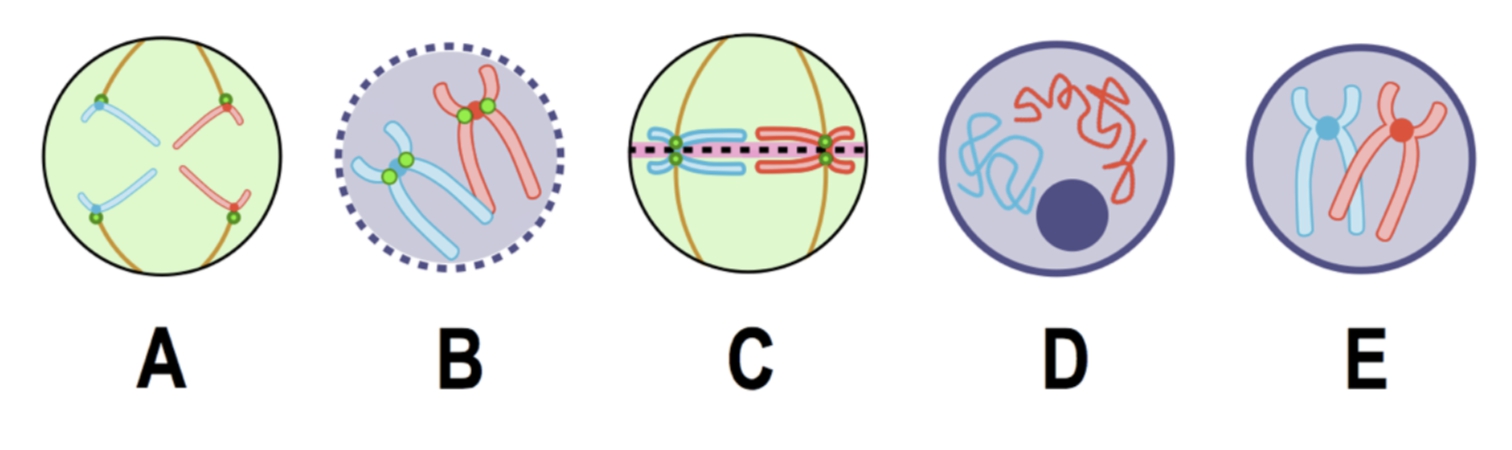 stages of mitosis diagram labeled