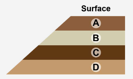 Diagram showing sedimentary rock layers labeled A, B, C, and D, illustrating fossil age relationships.