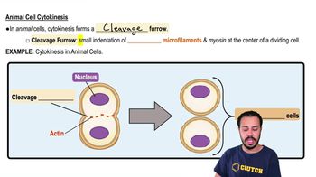 Animal Cell Cytokinesis