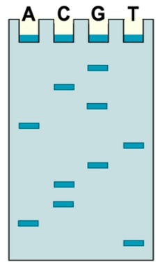 Gel electrophoresis image showing DNA fragments for sequencing analysis in biotechnology.