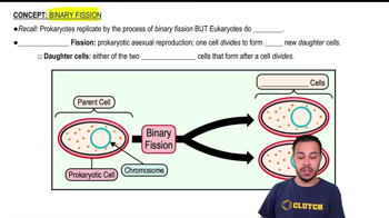 Binary Fission