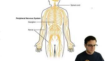 Central and Peripheral Nervous System