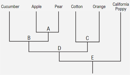 A simplified evolutionary tree showing relationships between cucumbers, pears, and other plants.