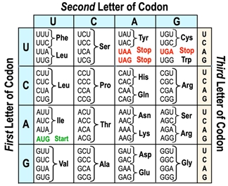 A codon chart showing amino acids and stop/start signals for RNA sequences.