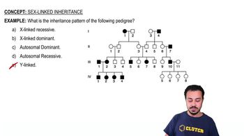 Sex-Linked Inheritance Example 1