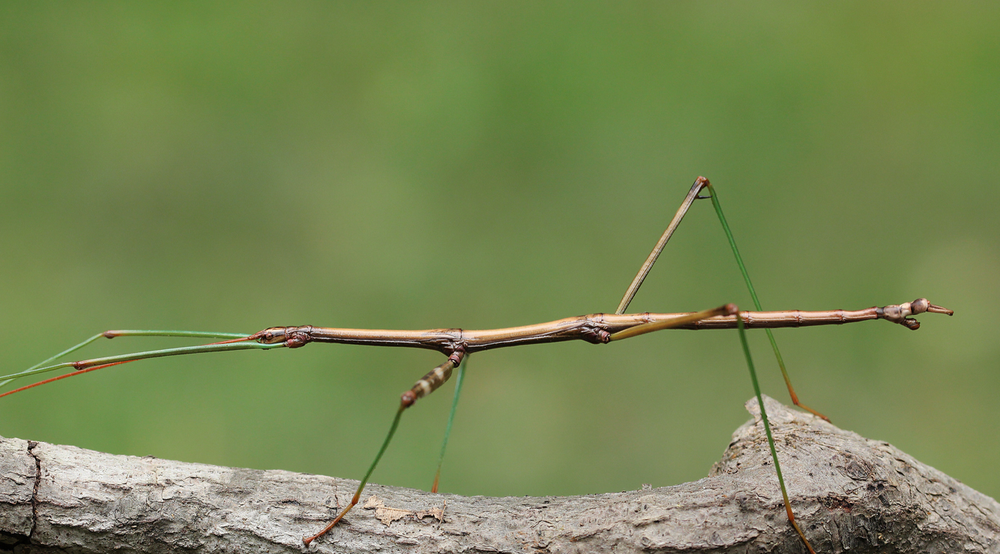 A stick insect camouflaged on a branch, illustrating cryptic coloration in community ecology.