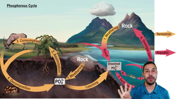 Phosphorus Cycle