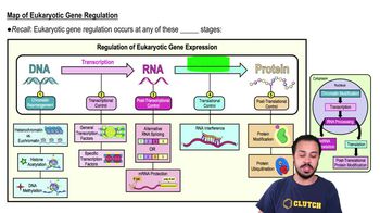 Map of Eukaryotic Gene Regulation