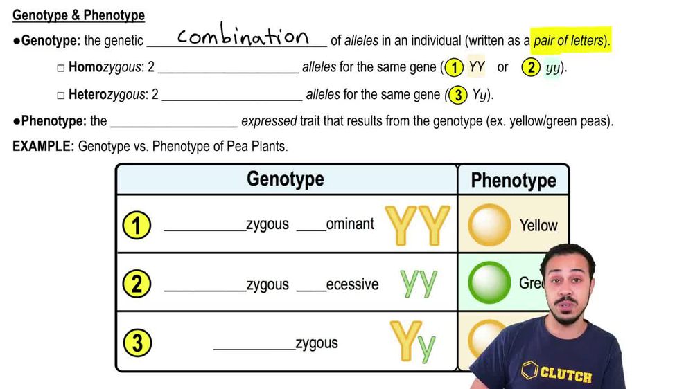 The phenotype and genotype of fermentative prokaryotes