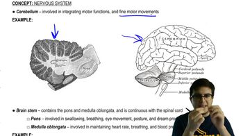 Cerebellum and Brainstem