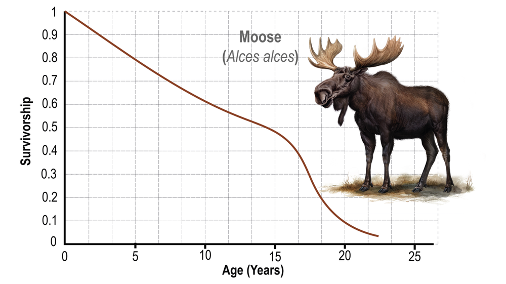 Survivorship curve for moose showing survival rates from age 0 to 25 years.