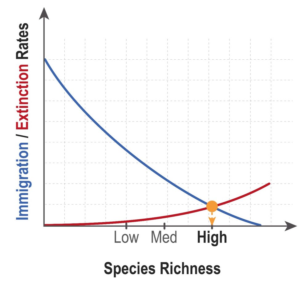 Graph illustrating immigration and extinction rates for high species richness on a small island.