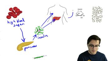 Blood Sugar Homeostasis