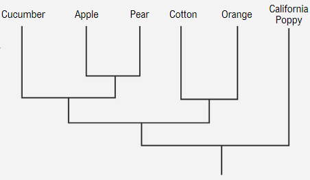 A simplified evolutionary tree showing relationships between cucumber, apple, pear, cotton, orange, and California poppy.