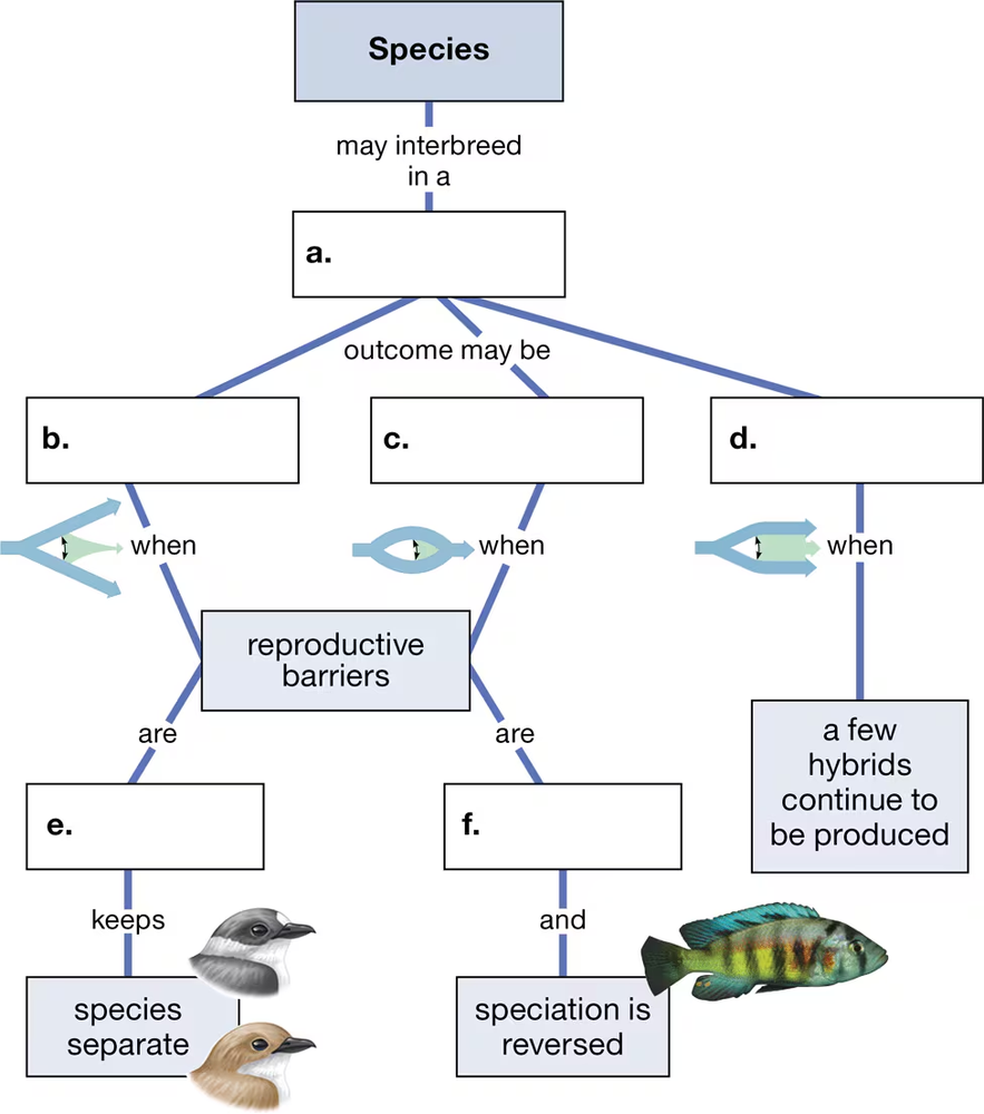 Concept map illustrating species interbreeding outcomes and reproductive barriers, featuring birds and fish images.