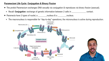 Paramecium Life Cycle: Conjugation & Asexual Reproduction