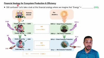 Financial Analogy for Ecosystem Production & Efficiency