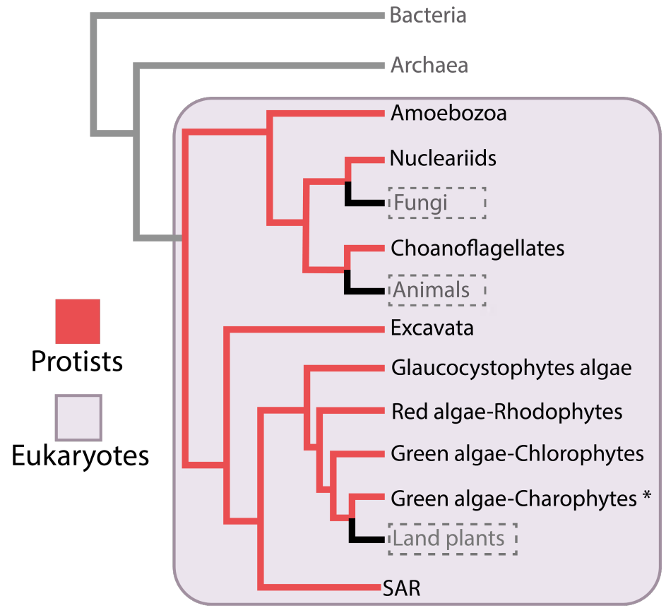 Phylogenetic tree illustrating relationships among Eukaryota, highlighting protists and their classification.