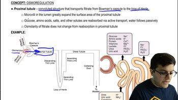 Proximal Tubule