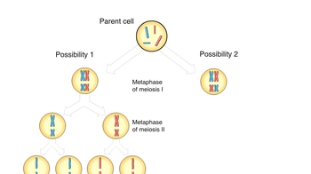 Animation: Genetic Variation from Independent Assortment of Chromosomes