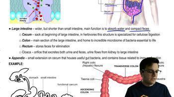 Large Intestine