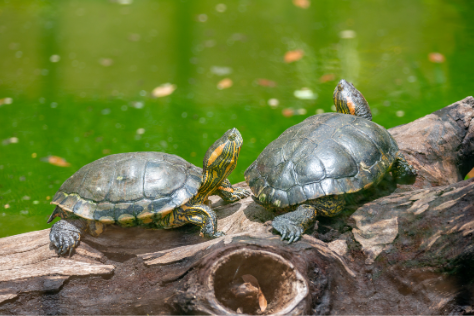 Two turtles basking on a log by a green lake, illustrating population sampling in ecology.