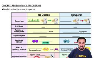 Review of the Lac Operon & Trp Operon