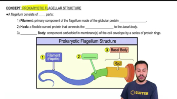 Prokaryotic Flagellar Structure