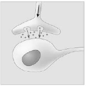 Illustration of synaptic signaling between neurons, showing neurotransmitter release.