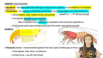 Crustaceans and Hexapods