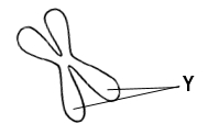 Diagram of a chromosome with a label pointing to the centromere, part of cell division in biology.