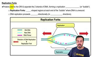 Replication Forks