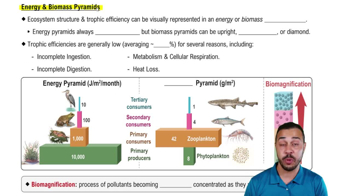 Energy & Biomass Pyramids