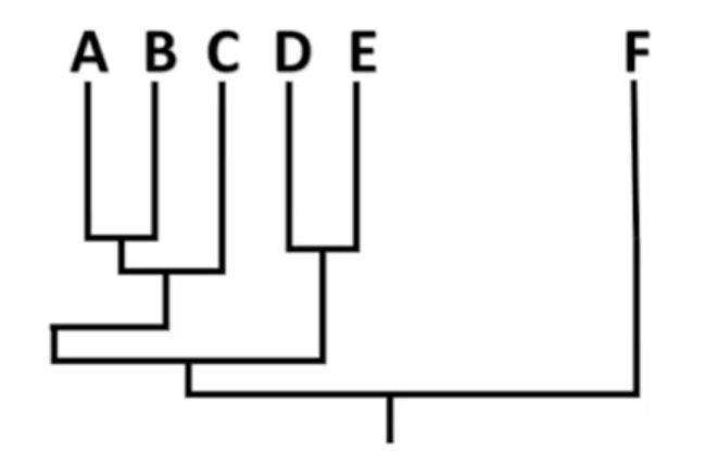 Phylogenetic tree showing species A, B, C, D, E, and F; identify the outgroup.