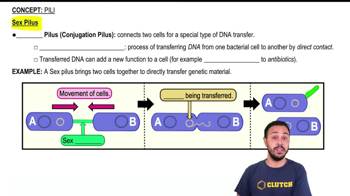 Sex Pilus