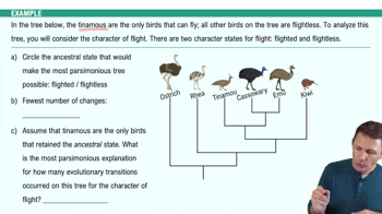 Building Phylogenetic Trees Example 3