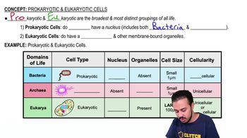 The phenotype and genotype of fermentative prokaryotes