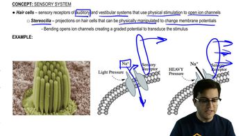 Hair Cells