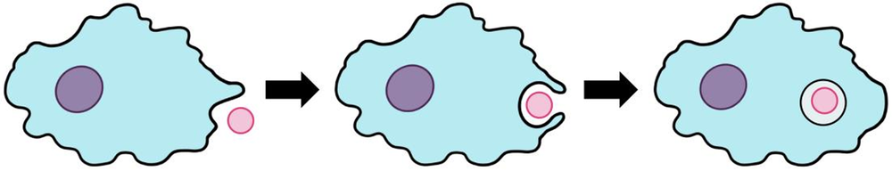 Cell engulfing a particle by enclosing it in its membrane, illustrating particle intake through vesicle formation.