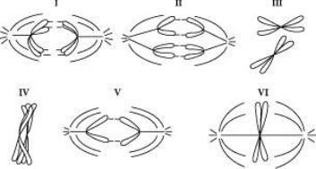 Diagrams I to VI illustrating stages of meiosis, with focus on identifying anaphase I.