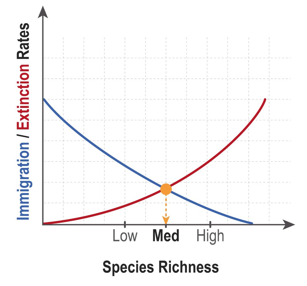 Graph depicting immigration and extinction rates for medium species richness on a small island.