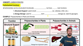 Carbohydrate Functions