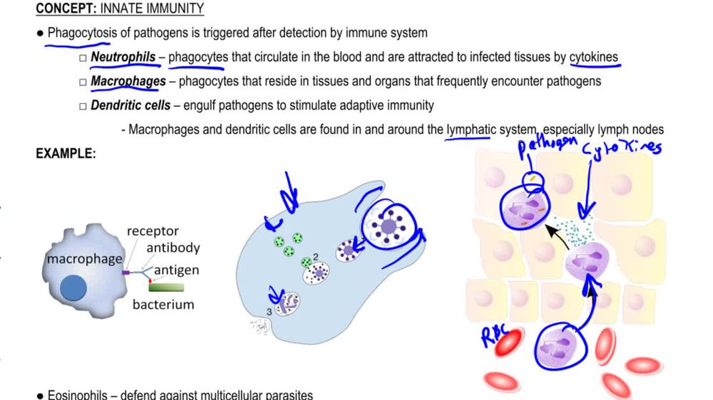 Innate Immunity Examples