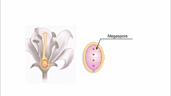 Animation: Sexual Reproduction in Angiosperms