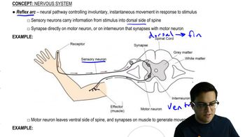 Reflex Arc