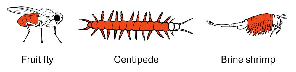 Illustration showing Ubx and abd-A gene expression in fruit fly, centipede, and brine shrimp.